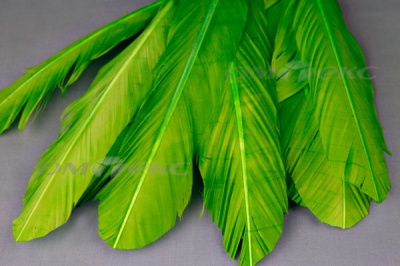Декоративный Пучок из перьев, перо 24см/зеленый - купить в Хасавьюрте. Цена: 12.19 руб.